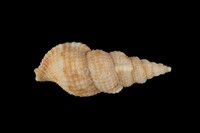 藏品(峨螺)的圖片